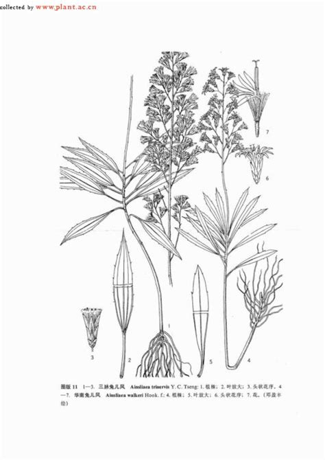 1963年兔 西斜植物